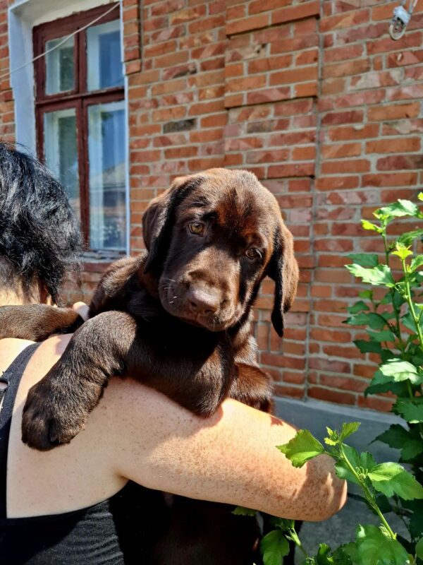 Luna Labrador Retriever