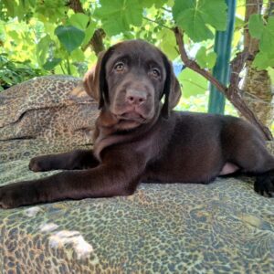 Luna Labrador Retriever
