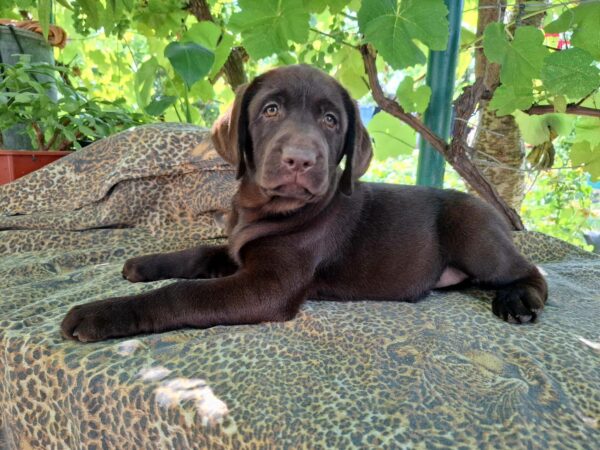 Luna Labrador Retriever
