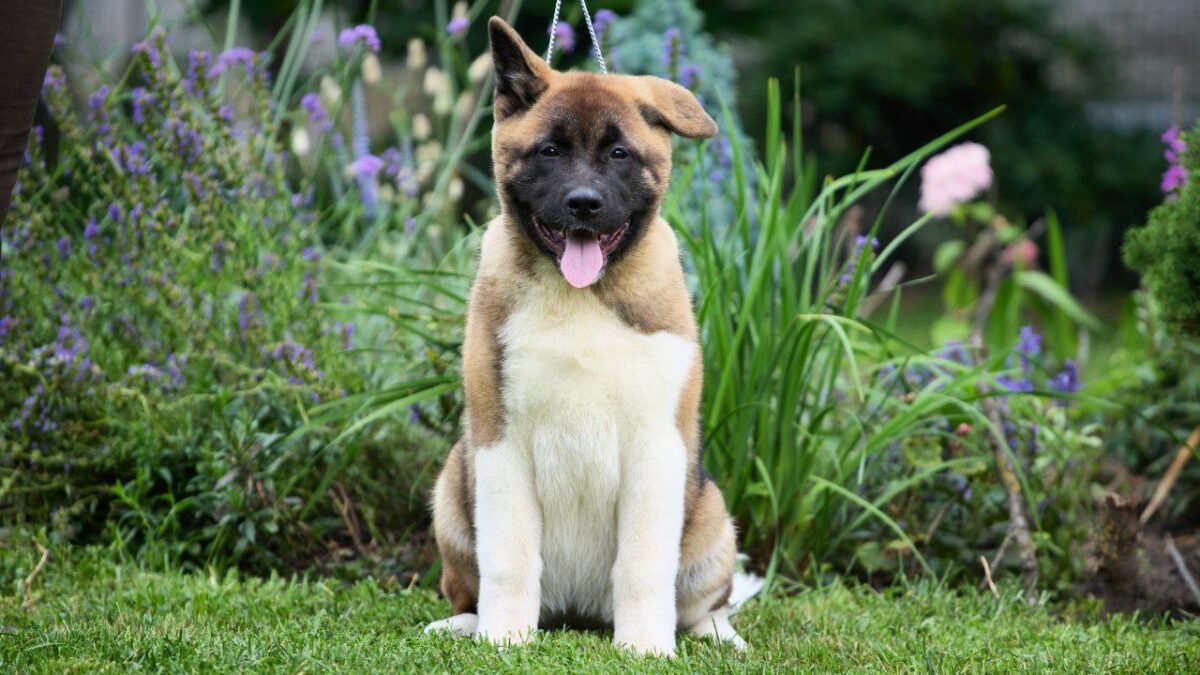 American Akita Dogs and Puppies for sale