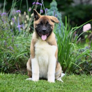 Lyanna American Akita