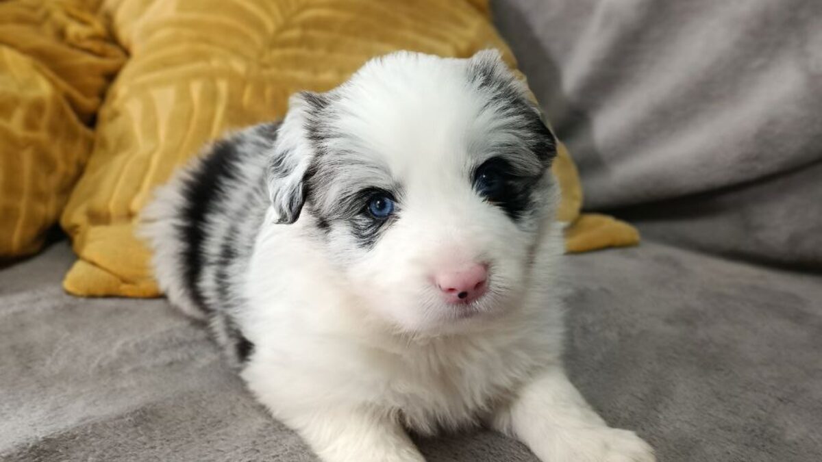 Border Collie Dogs and Puppies for sale - Main Image