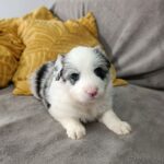 Luke Border Collie