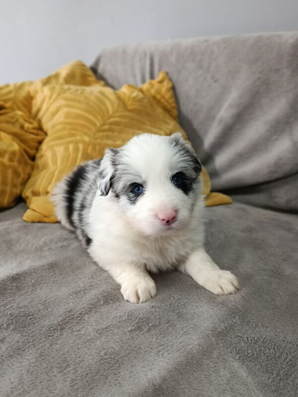 Lyon Border Collie