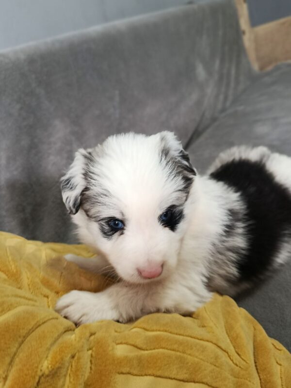 Lyon Border Collie