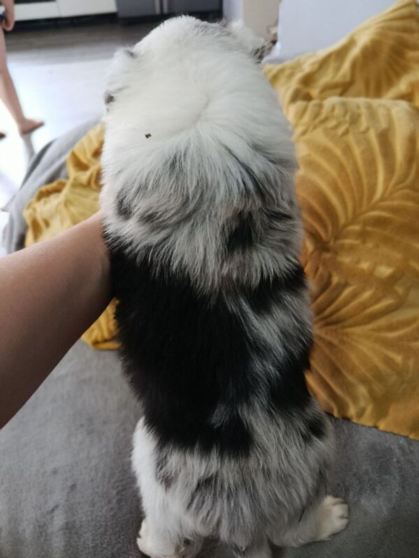 Lyon Border Collie