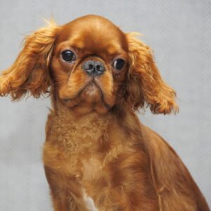 Magnificent King Charles Spaniel
