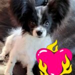 MARTIN-male-Papillon-puppy-for-sale-1