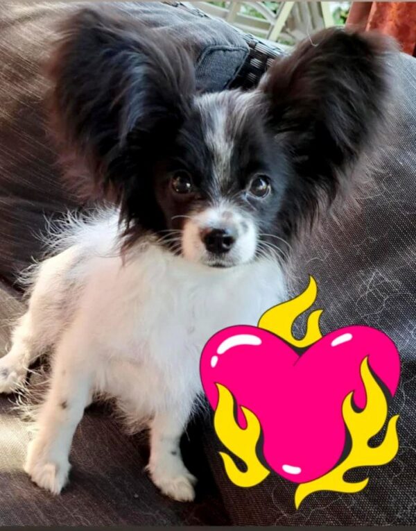 Martin Papillon