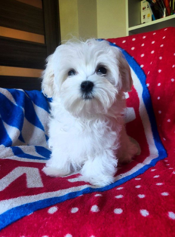 Mateo Maltese
