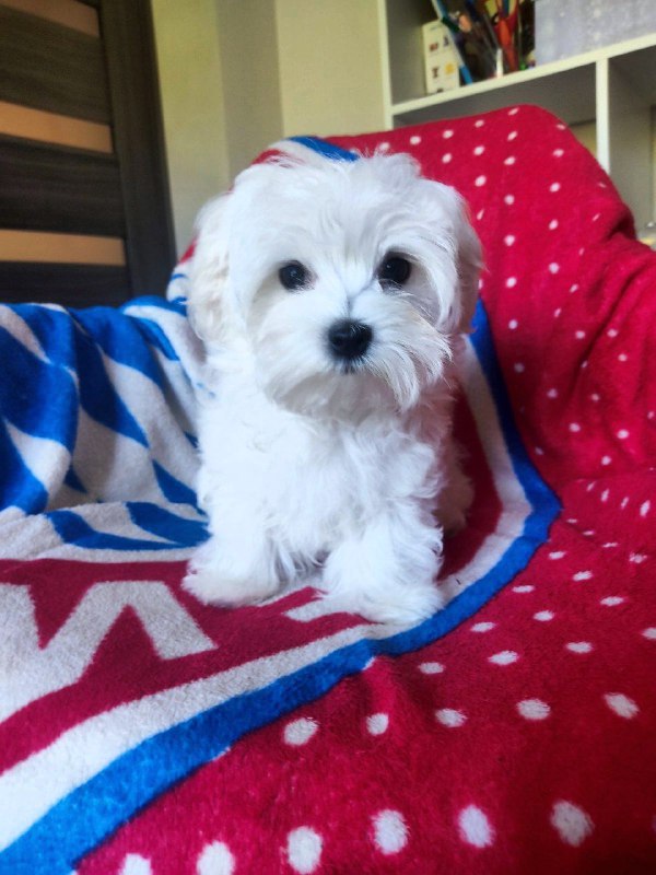 Mateo Maltese