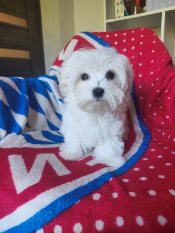 Mateo Maltese