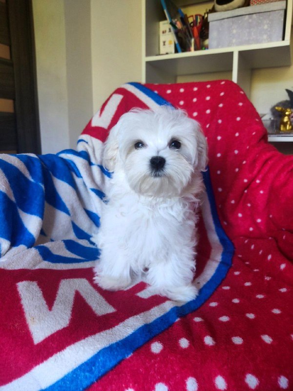 Mateo Maltese