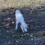 MArk-male-saluki-puppy-for-sale- (1)