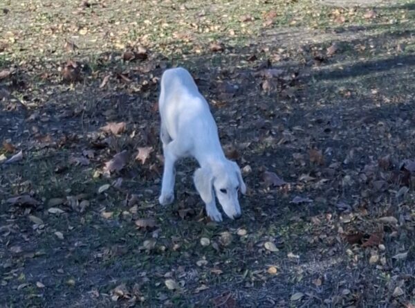 Mark Saluki Persian Hound Mark Saluki Persian Hound