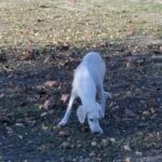 MArk-male-saluki-puppy-for-sale- (2)