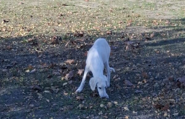 Mark Saluki Persian Hound Mark Saluki Persian Hound