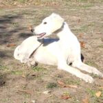 MArk-male-saluki-puppy-for-sale- (3)