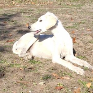 Mark Saluki Persian Hound Mark Saluki Persian Hound