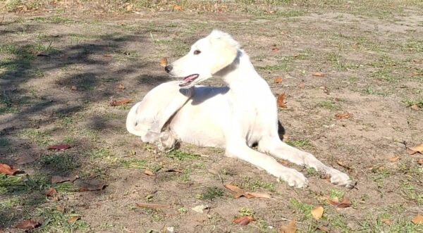 Mark Saluki Persian Hound Mark Saluki Persian Hound