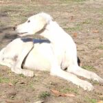 MArk-male-saluki-puppy-for-sale- (4)