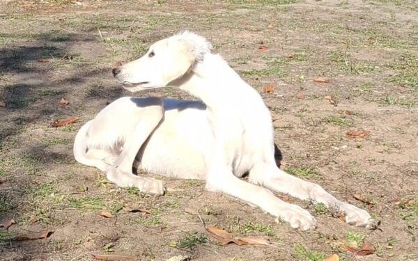 Mark Saluki Persian Hound Mark Saluki Persian Hound