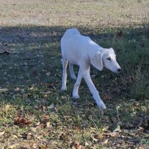 Mark Saluki Persian Hound Mark Saluki Persian Hound