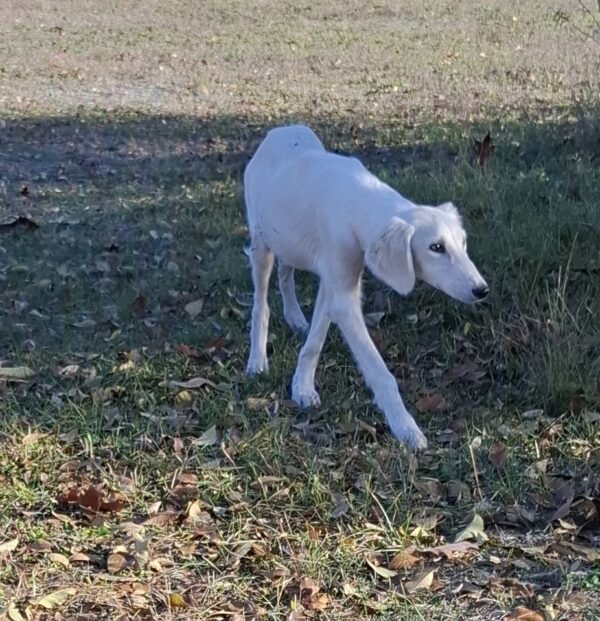 Mark Saluki Persian Hound Mark Saluki Persian Hound