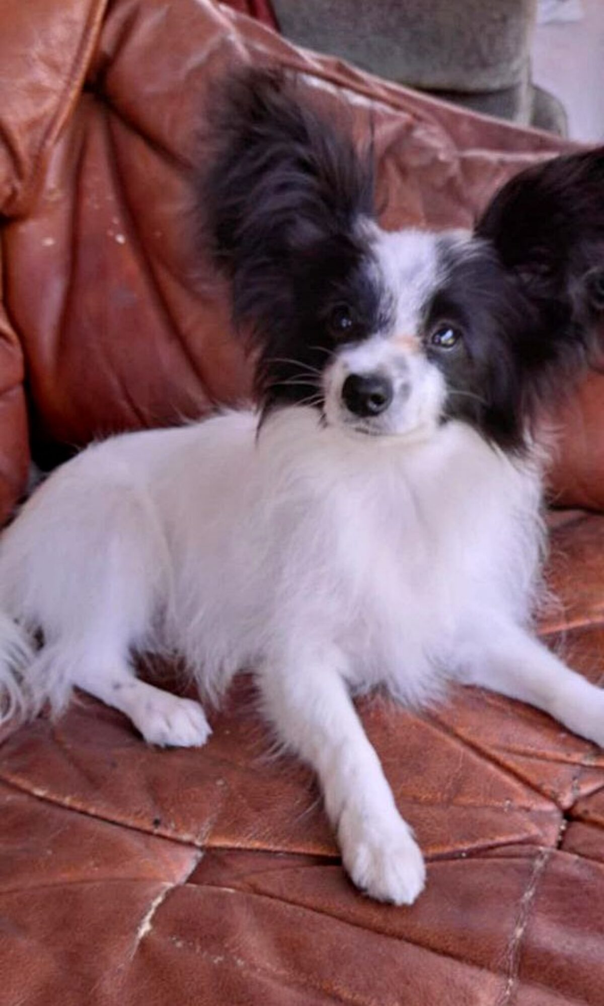 Long Hair Papillon Jack Russell Chihuahua Mix Parson Russell