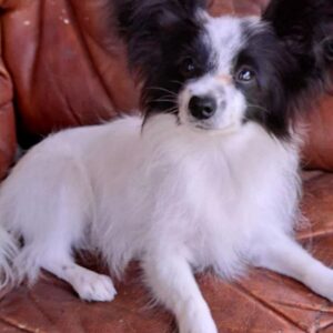 Muskat Papillon