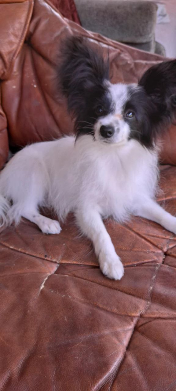 Muskat Papillon