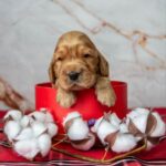 Maier-male-English-Cocker-Spaniel-puppy-for-sale-1