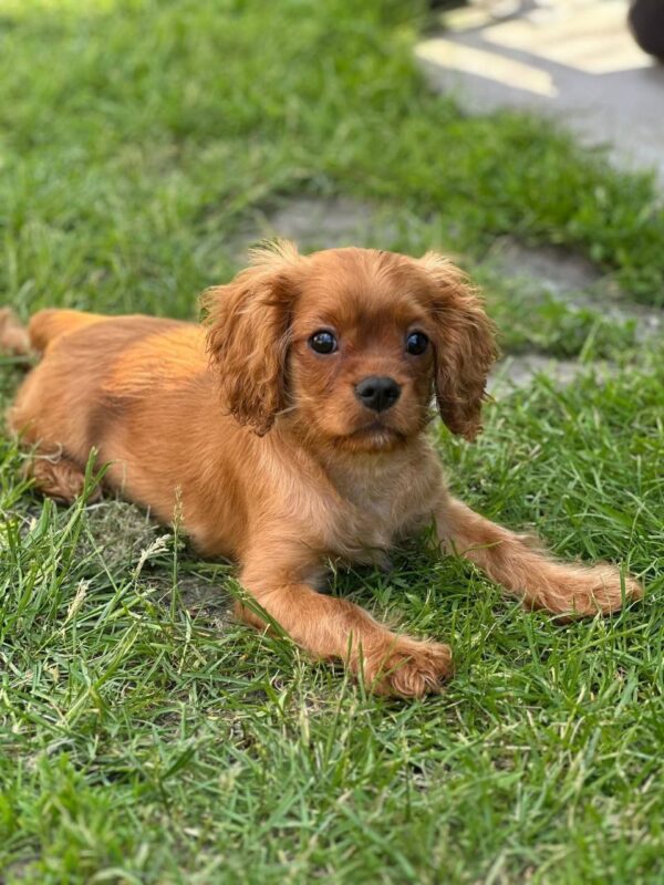 Marat Cavalier King Charles Spaniel