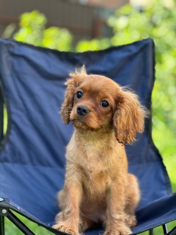 Marat Cavalier King Charles Spaniel