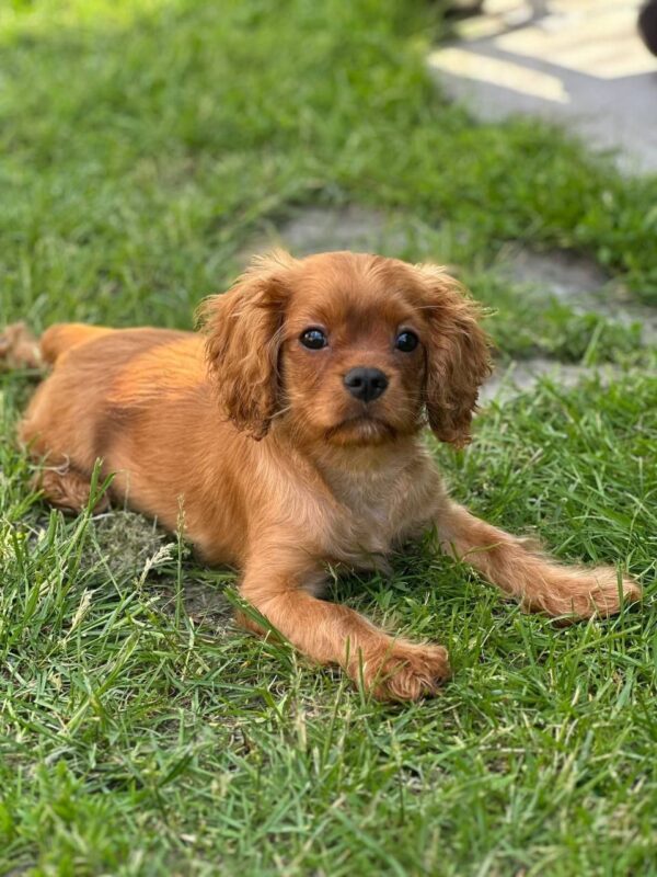 Marat Cavalier King Charles Spaniel