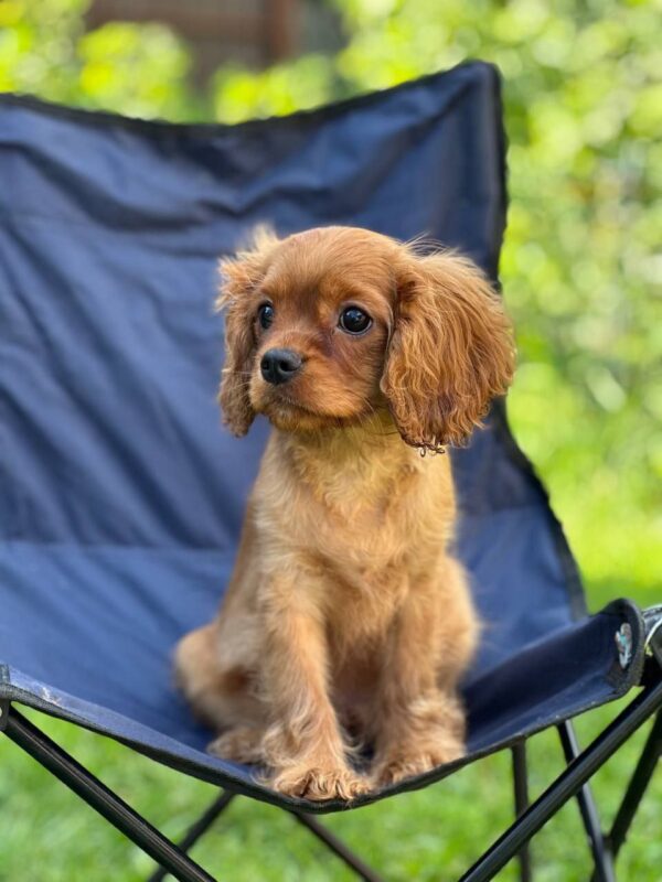 Marat Cavalier King Charles Spaniel