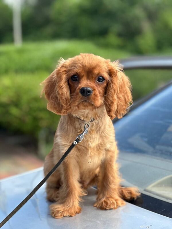 Marat Cavalier King Charles Spaniel