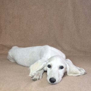 Mark Saluki Persian Hound