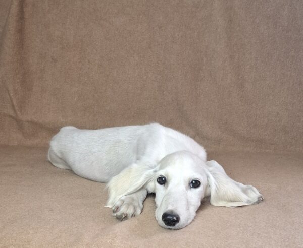 Mark Saluki Persian Hound