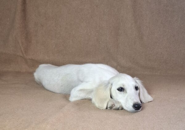 Mark Saluki Persian Hound