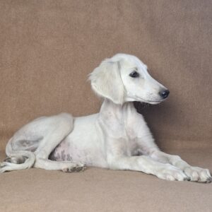 Mark Saluki Persian Hound