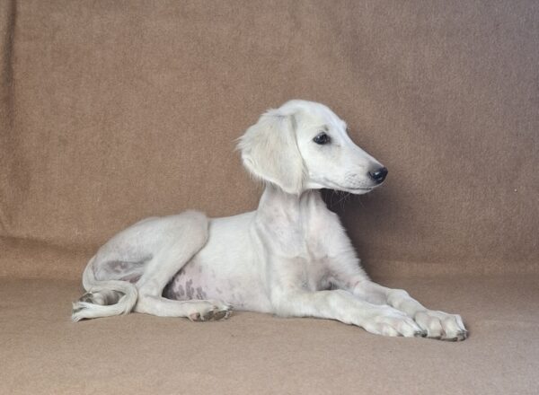 Mark Saluki Persian Hound