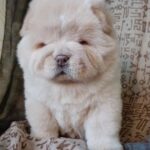 Mars-male-Chow-puppy-for sale-1