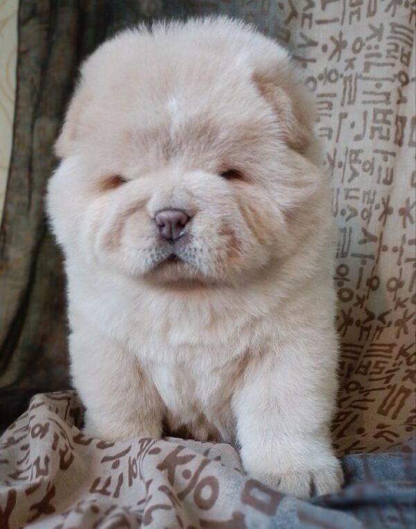 Mars Chow-Chow