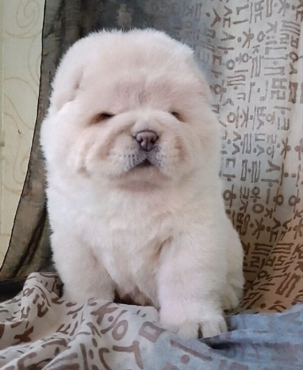 Mars Chow-Chow