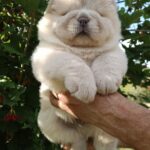Mars-male-Chow-puppy-for sale-3
