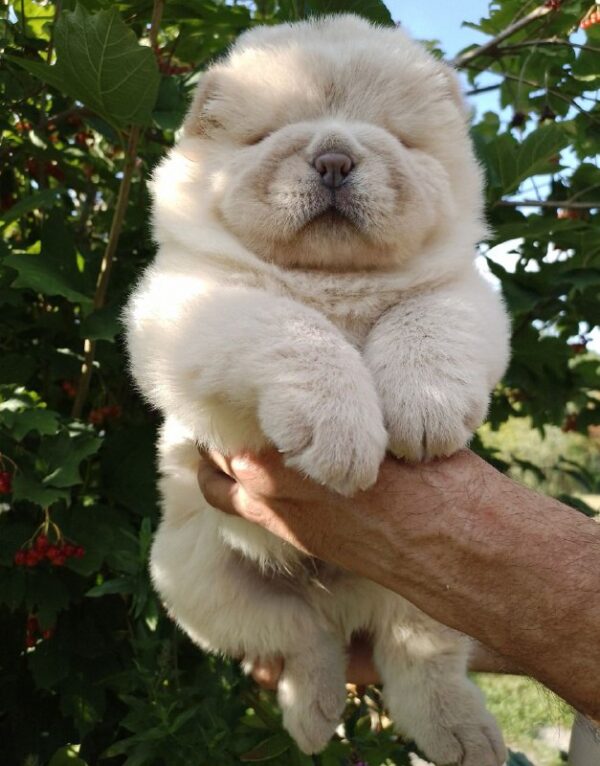 Mars Chow-Chow