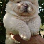 Mars-male-Chow-puppy-for sale-4
