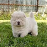 Mars-male-Chow-puppy-for sale-5