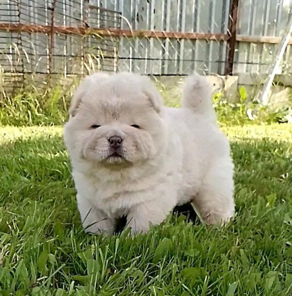 Mars Chow-Chow